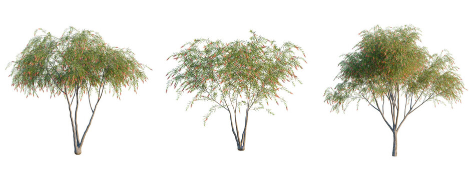Callistemon viminalis tree, elevation, front view, cutout, transparent background, isolate, Elegant Flowering Tree with Delicate Blossoms, Springtime Beauty, Nature's Graceful Display