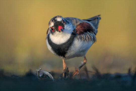 Close-up of a wild black-fronted dotterel (Elseyornis melanops) looking curiously at a feather, Australia