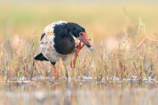 Close-up of a Wild magpie goose (Anseranas semipalmata) standing on one leg scratching its face in a grassy wetland habitat, Australia