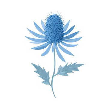 Sea Holly, modern 2D flat vector illustration in icon style, isolated on pure white background.