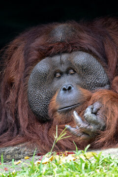 Close-up portrait of a male orangutan resting on the ground