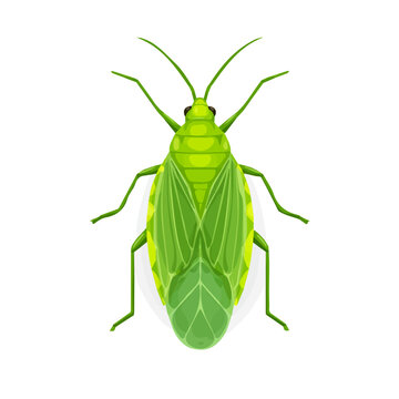Aphid illustrated in a clean 2D flat vector style, minimal and modern, isolated on a white background.