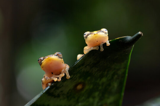 Close-up of a pair of golden glass frogs sitting side by side on a leaf, Indonesia