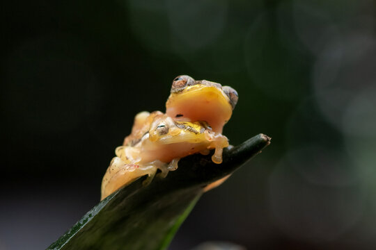 Close-up of a pair of golden glass frogs sitting on a leaf, Indonesia