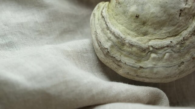 Natural color palette of raw linen fabric and a tinder fungus. Unbleached textile. Breathable, with antibacterial and antifungal properties. Authentic colors of nature. Shallow depth of field.