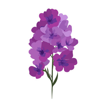 Minimal 2D vector illustration of Matthiola Stock in flat icon style on a plain white background.