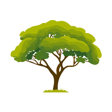 Modern flat 2D vector illustration of Koa Tree, clean and minimal design, isolated on white background.