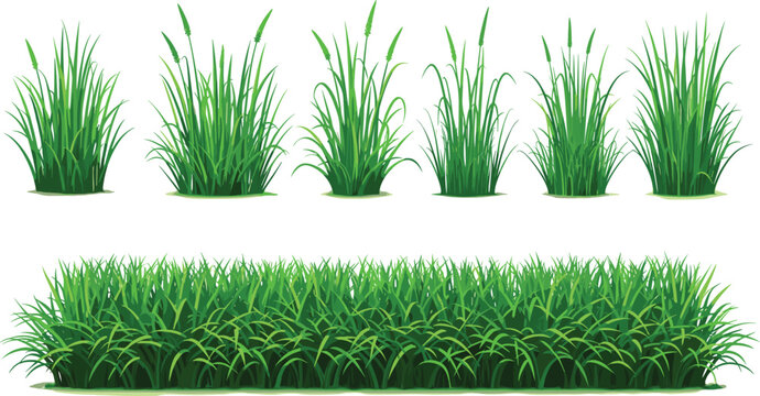 Green grass bushes and lawn border collection, natural garden grass plants isolated, decorative landscape foliage elements vector illustration set