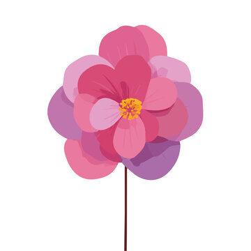 Flat 2D vector illustration of Begonia Flower, simple icon style on a clean white background.