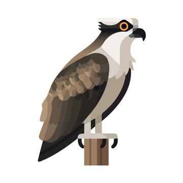 2D flat vector illustration of Osprey, clean and minimal icon style, isolated on white background.