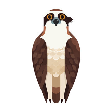 Osprey, modern 2D flat vector illustration in icon style, isolated on pure white background.