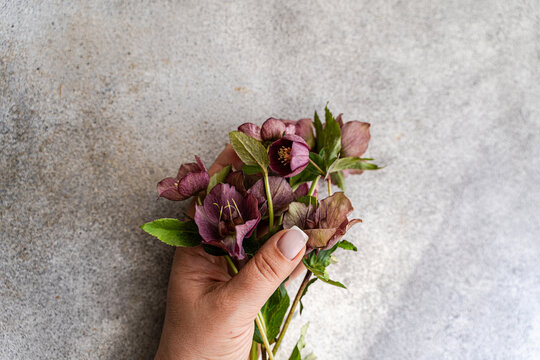 Close-up overhead view of a woman's hand holding a bunch of freshly picked purple Hellebore (Lenten rose) flowers