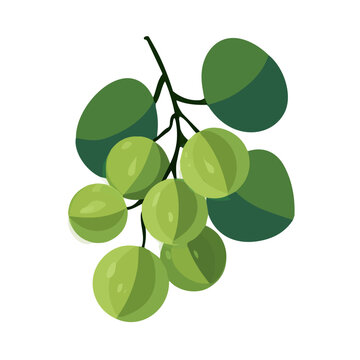 Sea Grape in a clean 2D flat vector icon style, minimal and simple, set on a plain white background.