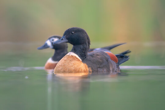 Close-up side view of a male and female Australasian shelduck (Tadorna tadornoides) couple swimming side by side in a lagoon, Australia
