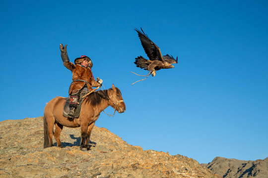 Golden Eagle taking off from a Mongolian eagle hunter (berkutchi) on a horse, Altai Mountains, Western Mongolia, Mongolia