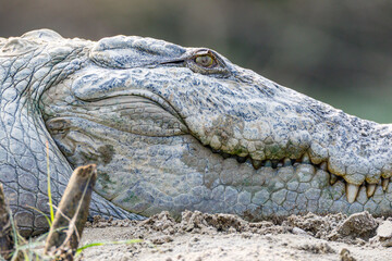 Fototapeta premium Mugger Crocodile Head Close-up Showing Teeth Nepal