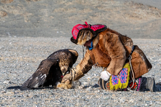 Mongolian eagle hunter (berkutchi) kneeling on the ground rewarding a golden eagle, Altai Mountains, Bayan-Olgii, Western Mongolia, Mongolia