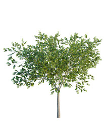 Naklejka premium Platanus acerifolia tree, elevation, front view, cutout, transparent background, isolate, Detailed green tree branch with vibrant foliage, natural texture, and intricate details.