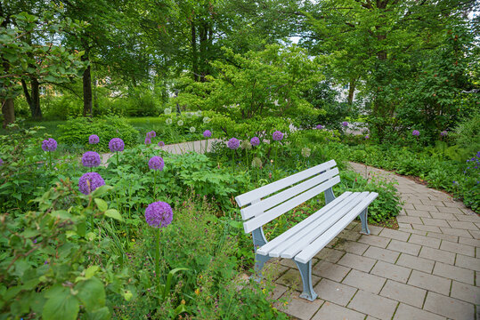 recreational place with bench, surrounded by allium flowers. spa garden Bad Aibling