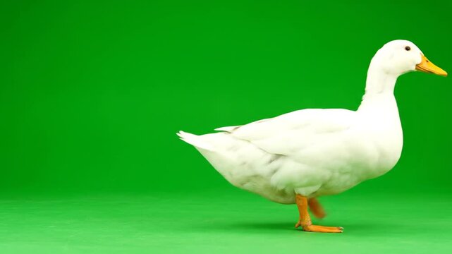 A white duck standing on green screen with Video production lighting