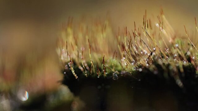 Close-up of nodding moss surrounded by tall moss and bright sunlight, long purple stems of nodding moss and green capsules, Pohlia nutans
