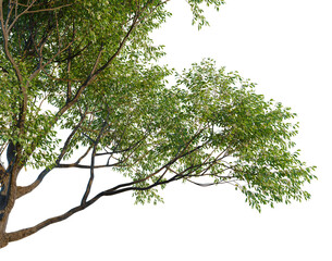 Fototapeta premium Corymbia calophylla tree, corner view, cutout, isolate, transparent background, Branch of a tree with green leaves, close-up, nature, outdoors, high resolution image