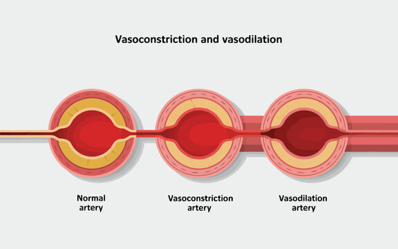 Understanding artery health with clear illustrations of vasoconstriction and vasodilation for medical education