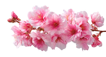 Tree branch flower Photo Overlays, Summer spring painted overlays, Photo art, png © Design Zone