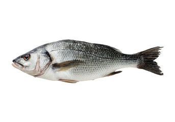 Obraz premium Sea Bass: A pristine sea bass, captured in perfect detail, showcasing its sleek silver scales and distinct features.