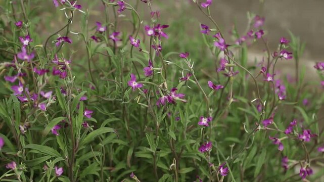 Purple Matthiola flowers (night violet) swaying in the wind