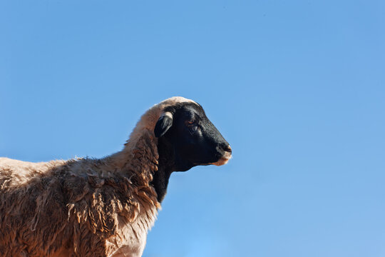 Dorper Sheep Grazing on Arid Ground in a Rural Setting earth covered with sparse patches of grass.