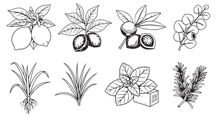 Fototapeta premium Illustrations of various citrus plants, herbs, and root systems in botanical drawings