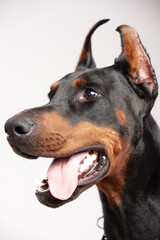Doberman pinscher profile portrait showing alertness and intelligence, a purebred working dog with cropped ears, black and tan coat, and open mouth panting © Teodor Lazarev
