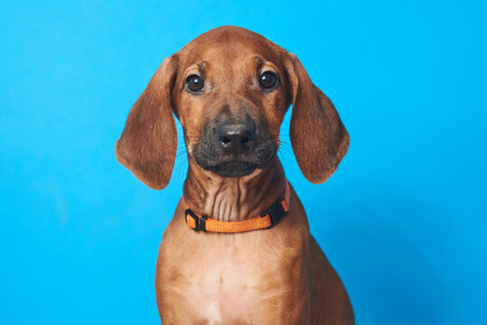 Rhodesian ridgeback puppy sitting on a solid blue surface, presenting its adorable face with big dark eyes and floppy ears, creating a charming and captivating animal portrait
