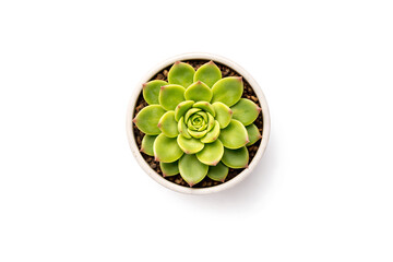 Green Succulent Plant in Ceramic Pot Isolated on White Background