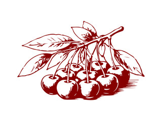 Simple hand drawn cherry branch icon, engraved illustration. © Leg_IO