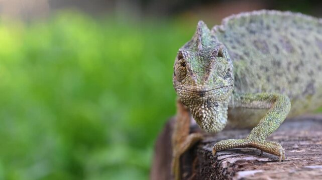 Close-up images of the Mediterranean chameleon (Chamaeleo chamaeleon) moving slowly in its natural habitat. Wildlife and mastery of camouflage combined.