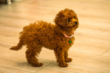 Teacup poodle puppies are very cute.