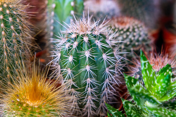 Green columnar cactus with white spines, various succulents and aloe vera close up, decorative indoor house plants, garden center, cactus cultivation, exotic nature, macro photography, prickly home ju © Adam