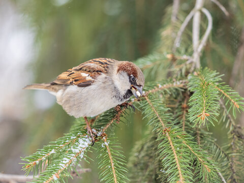 Sparrow sits on a fir branch with snow in winter