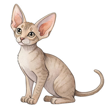  cat breeds illustrated in watercolor with a focus on the Minskin breed