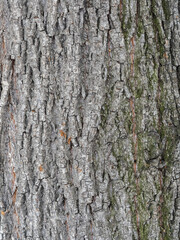 Bark texture and background of a old tree trunk. Detailed bark texture.