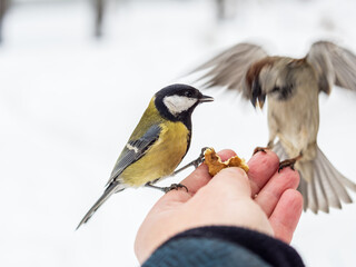 A tit sits on a man's hand and eats seeds. © Dmitrii Potashkin