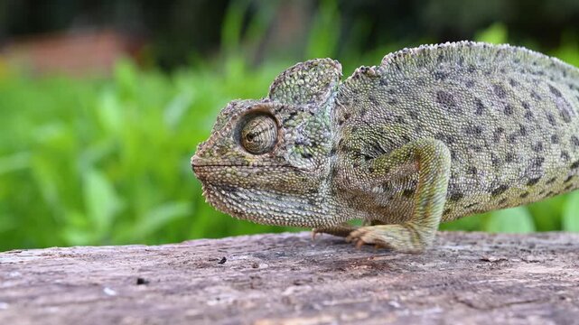 Close-up images of the Mediterranean chameleon (Chamaeleo chamaeleon) moving slowly in its natural habitat. Wildlife and mastery of camouflage combined.