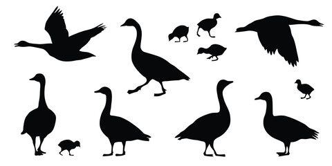 Silhouette collection of various goose and gosling birds in different poses © Marjiya