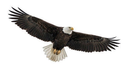 Obraz premium American bald eagle in flight with wide wings and white head isolated against a clean background
