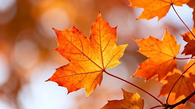 Closeup of vibrant autumn maple leaves