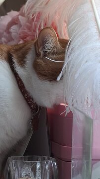 Ginger and white cat. Hid its face in a white ostrich feather. Looking back over its shoulder. Vertical video.