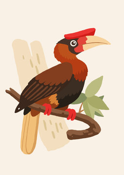 calau-rufo - (Buceros hydrocorax) ilustra&ccedil;&atilde;o flat agrad&aacute;vel - feito a m&atilde;o  