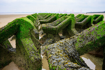 Fototapeta premium Sea weed and moss covered sea defense concrete blocks on a serene, sandy beach.